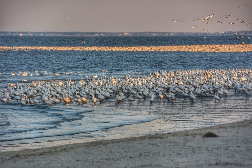 A large flock of white birds gathered on a sandy beach by the water, with a calm sea and distant land in the background.