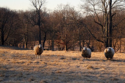 Three sheep stand in a grassy field with bare trees in the background during a calm, early morning light.
