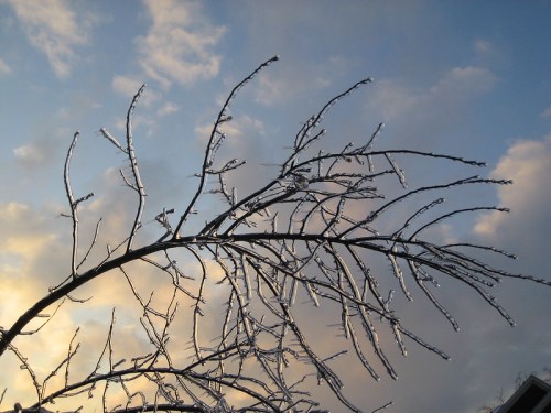 A bare tree branch covered in ice against a cloudy sky at sunset.