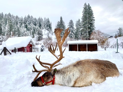 A reindeer resting in a snowy landscape, surrounded by trees and a red barn in the background.