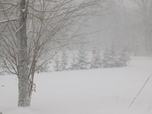 A snowy landscape with a tree in the foreground and blurred evergreen trees in the background, under heavy snowfall.