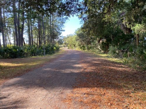 A gravel path lined with trees and greenery, leading into a sunlit forest.