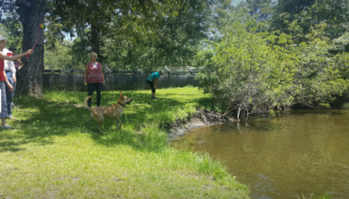 A dog runs along the bank of a river while people watch nearby on a sunny day.