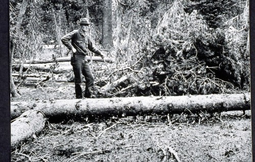 A man in a hat stands among fallen trees in a forest, surveying the area after a disturbance.