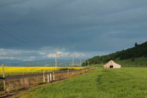 A rustic barn beside a green field and a vibrant yellow flower field under a cloudy sky.