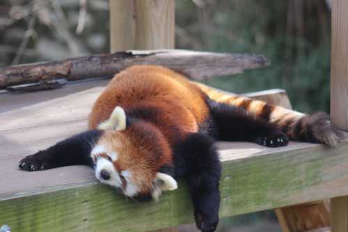 A red panda lies sprawled out on a wooden platform, resting peacefully with its eyes closed.