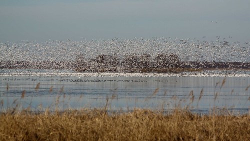 A flock of birds takes flight over a calm body of water, with tall grass in the foreground and trees in the background.