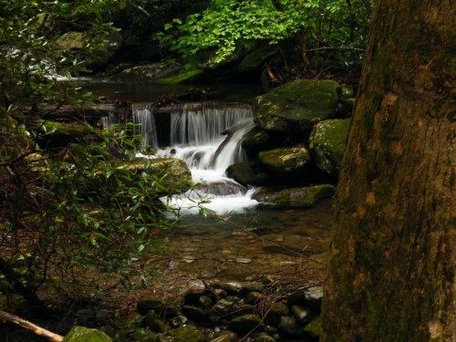 A serene forest scene featuring a small waterfall cascading over rocks, surrounded by lush greenery.