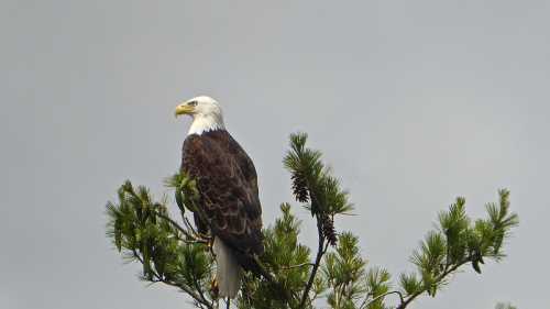 A bald eagle perched on a pine tree branch against a cloudy sky.