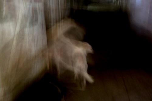 Blurry image of two dogs moving through a dimly lit corridor, creating a sense of motion and mystery.