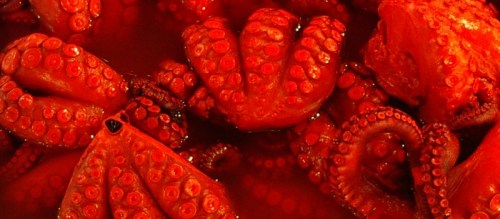Close-up of vibrant red octopus tentacles submerged in liquid, showcasing their intricate texture and suction cups.