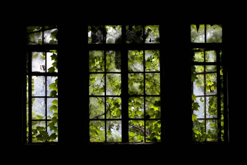 Three old windows framed by lush green ivy, creating a natural backdrop against a dark interior.