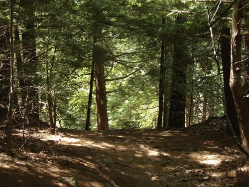 A sunlit forest path winding through tall trees and lush greenery.