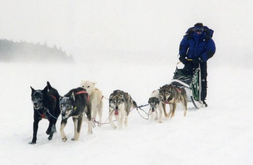 A musher guides a team of sled dogs through a snowy landscape in a blizzard.