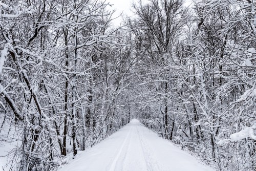 A snow-covered path surrounded by trees blanketed in white, creating a serene winter landscape.
