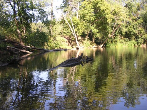 A crocodile rests on a log in a calm river surrounded by lush green trees and reflections on the water's surface.