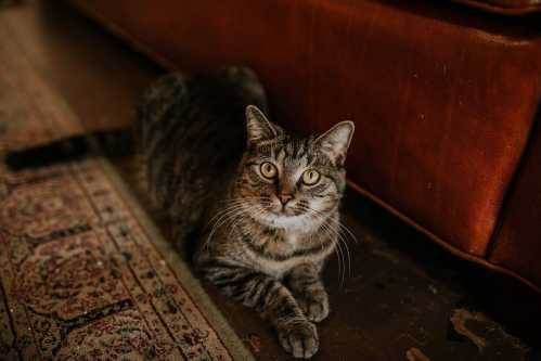 A tabby cat with bright eyes lounging on a rug near a brown couch.