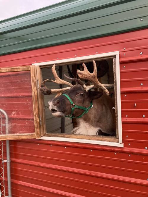 A reindeer with antlers peeks out of a window in a red barn.