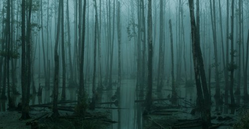 A misty forest with tall, bare trees reflected in still water, creating a serene and eerie atmosphere.