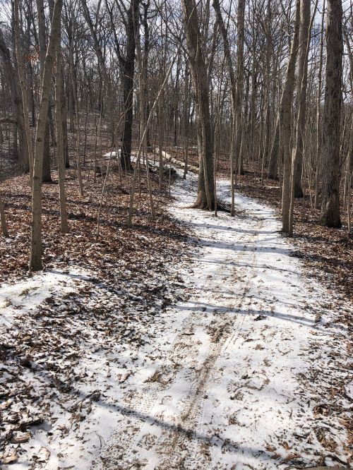 A snowy path winding through a forest with bare trees and scattered leaves on the ground.