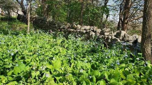 A lush green field of wildflowers with blue blooms, bordered by a rustic stone wall and surrounded by trees.