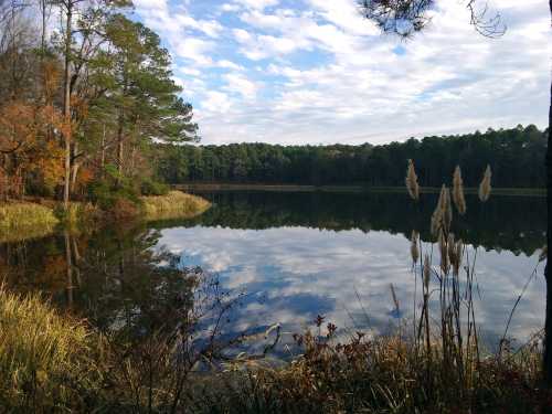 A serene lake surrounded by trees, reflecting clouds and foliage, with tall grass in the foreground.