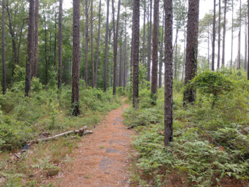 A narrow dirt path winds through a dense forest of tall pine trees and lush green underbrush.