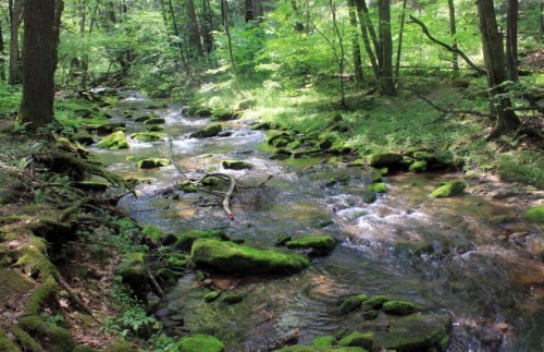 A serene forest stream flows over moss-covered rocks, surrounded by lush green trees and foliage.