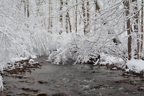 A serene winter scene of a snow-covered forest with a gently flowing stream surrounded by white branches.