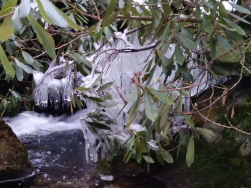 Icicles hang from green leaves above a flowing stream, creating a serene winter scene.