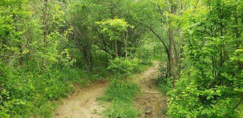 A lush green forest path diverges into two trails surrounded by dense foliage and trees.