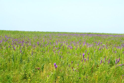 A vast field of green grass dotted with vibrant purple wildflowers under a clear blue sky.