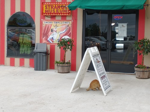 A cat is walking behind an open sign outside the Strange Museum, featuring a colorful poster of a sword swallower.