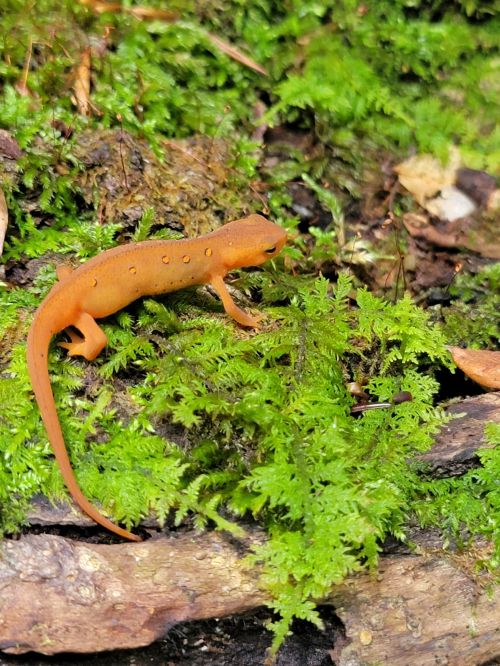 An orange salamander on green moss and forest floor, surrounded by leaves and twigs.
