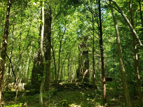 Ruins of stone structures partially hidden among dense green trees in a sunlit forest.
