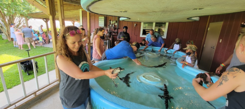 A group of people interact with alligators in a shallow pool, while others observe from a nearby area.