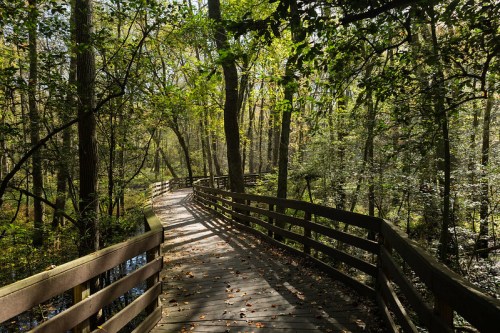 A winding wooden boardwalk through a lush, green forest with sunlight filtering through the trees.