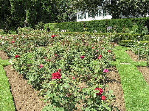 A vibrant rose garden with blooming red and pink roses, surrounded by lush green grass and neatly trimmed hedges.