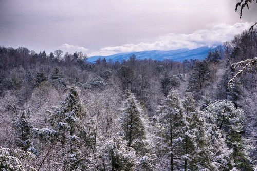 A serene winter landscape featuring snow-covered trees and distant mountains under a cloudy sky.