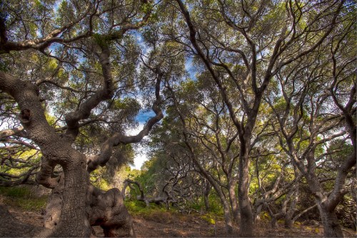 A dense forest of twisted trees with lush green foliage and a bright blue sky peeking through the branches.