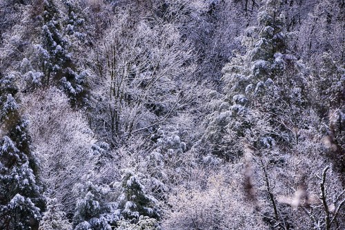 A serene winter landscape featuring snow-covered trees and a tranquil, frosty atmosphere.
