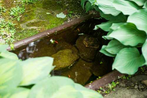 A small, tranquil pond surrounded by lush green leaves and rocks, reflecting the serene environment.