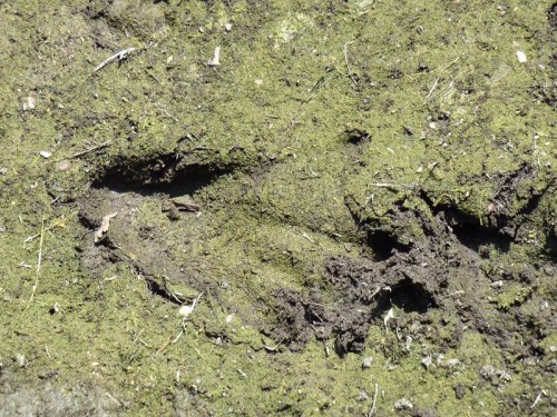 A close-up of a muddy surface with animal tracks and green moss or algae covering the ground.