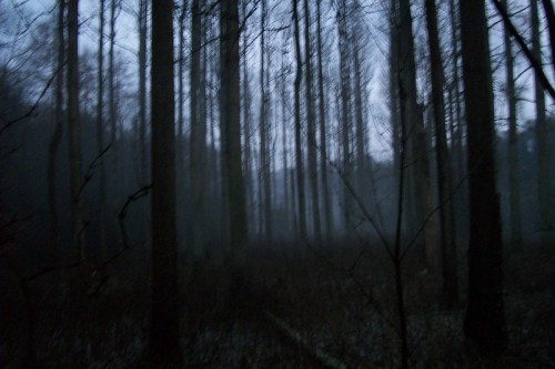 A dark, misty forest with tall, shadowy trees and a gloomy atmosphere.