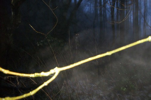 A dark, misty forest scene with a faint figure in the background and glowing eyes, partially obscured by branches.