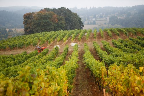 A vineyard with rows of grapevines, a tractor in the distance, and a hazy landscape of hills and trees.