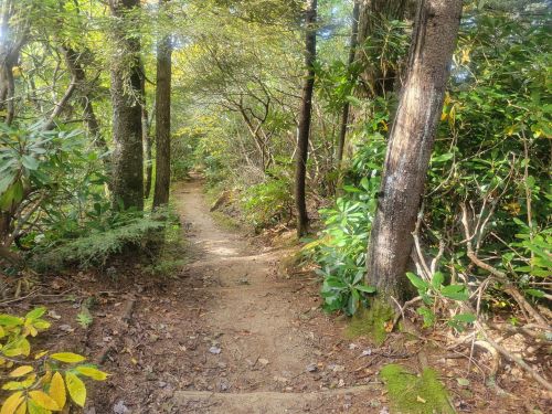 A narrow dirt path winding through a lush, green forest with trees and shrubs on either side.