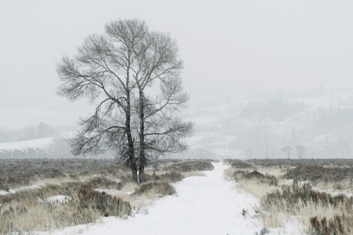 A solitary tree stands in a snowy landscape, with a winding path and soft hills in the background under a gray sky.