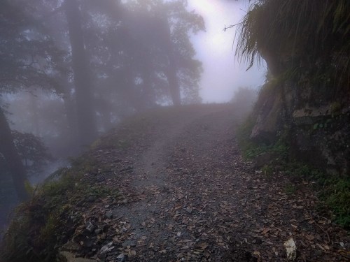 A misty forest path winding through trees, with a rocky edge and scattered leaves on the ground.