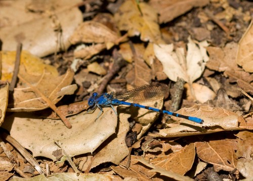 A blue dragonfly resting on a bed of dry leaves in a natural setting.